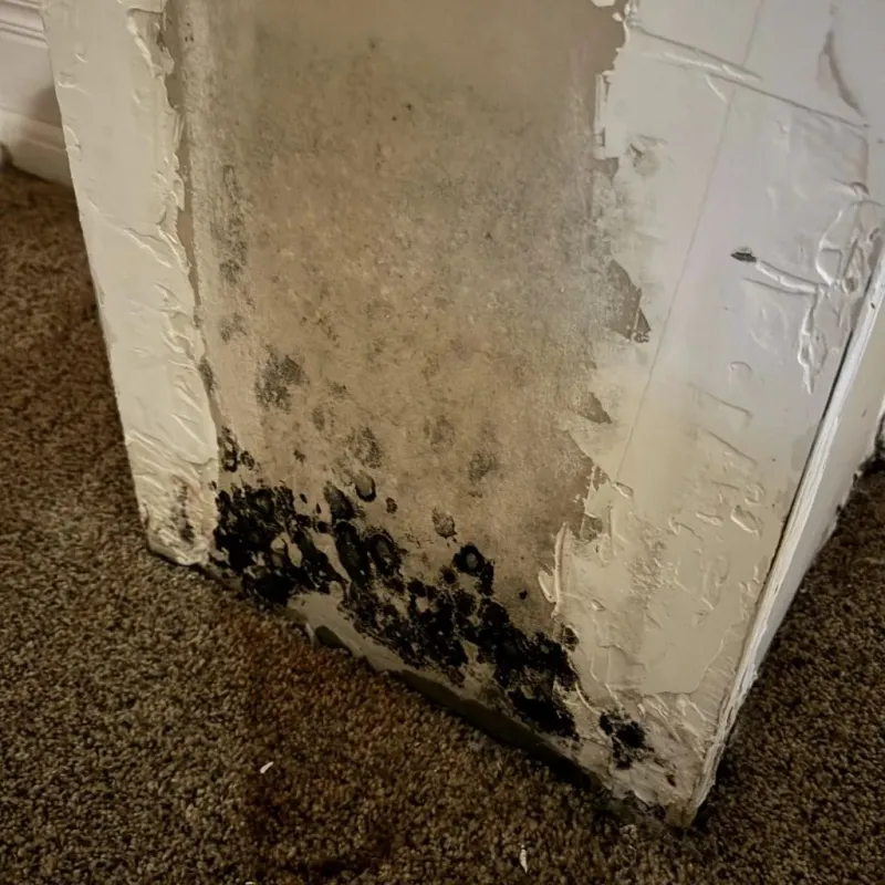 Professional Mold Removal in Gretna, FL